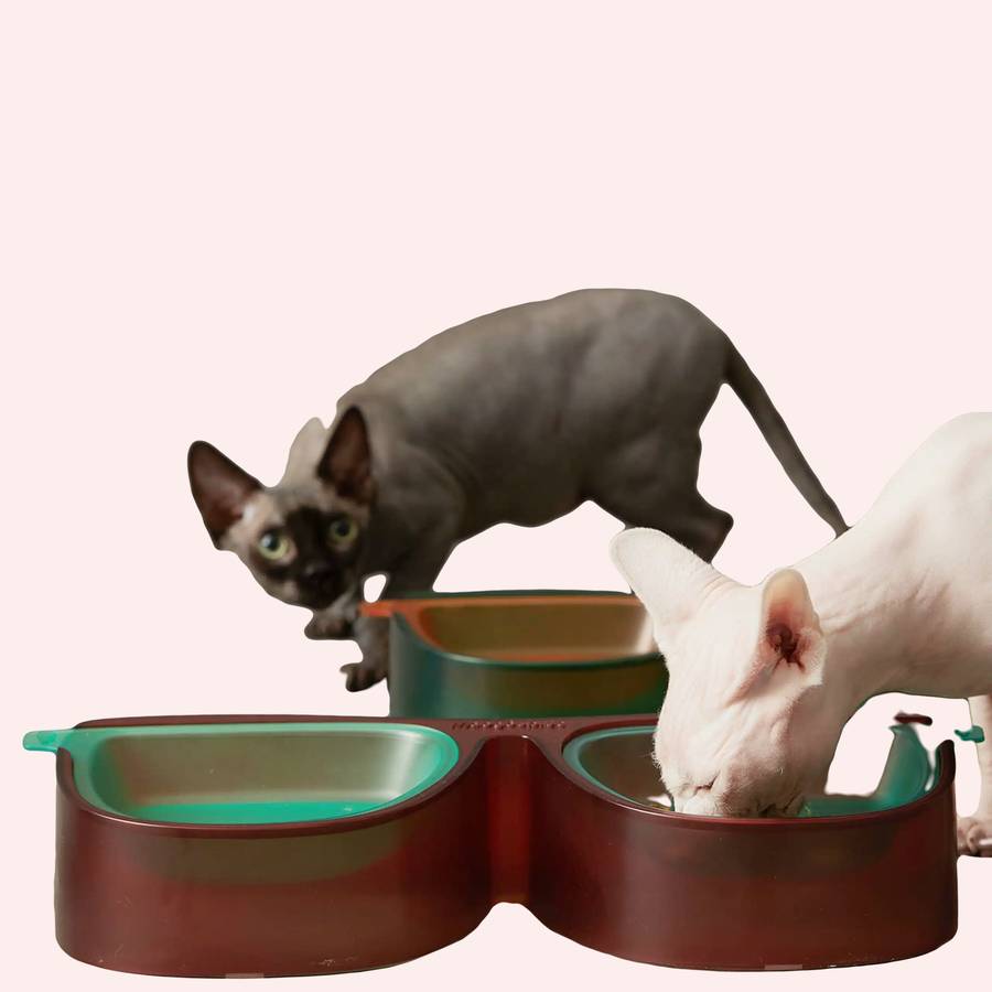 Bol à nourriture antibactérien pour chat